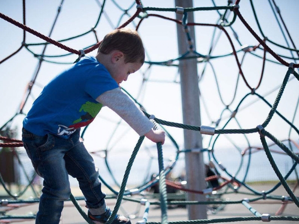 魔力樹(shù)網(wǎng)